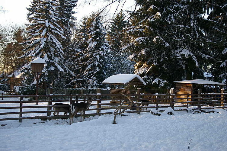 Winter im Wildgehege